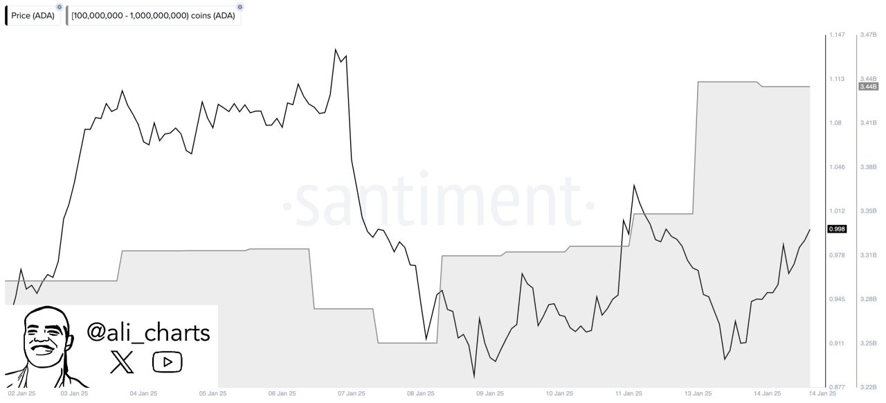 Cardano balinalarının son alımları