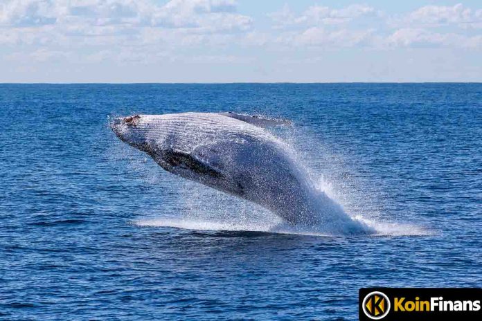 This Altcoin's Whales Have Increased Their Stash by 40%: The Bulls Are Fully Awakened!