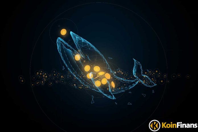 Not SHIB, Whales Added These 5 Altcoins To Their Caches!