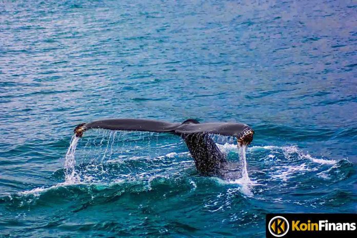 The World's Biggest Ethereum Whales Collect These Altcoins From The Bottom!